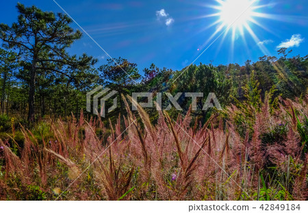 Pink grass at forest in Dalat, Vietnam 42849184