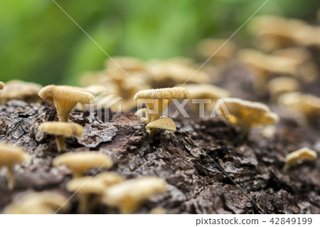 Wild mushroom growing on a dead tree, Thailand Wild mushroom growing on a dead tree, Thailand 42849199