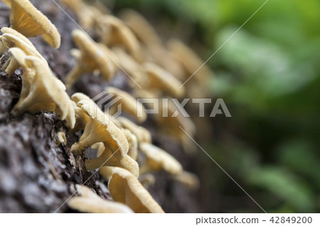 Wild mushroom growing on a dead tree, Thailand Wild mushroom growing on a dead tree, Thailand 42849200