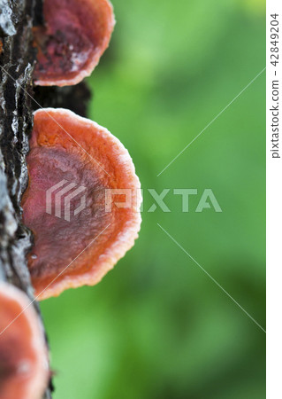 Wild orange mushroom growing on a dead tree 42849204