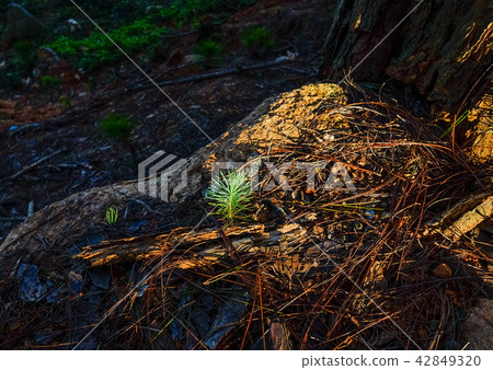 Germ of pine trees Germ of pine trees 42849320