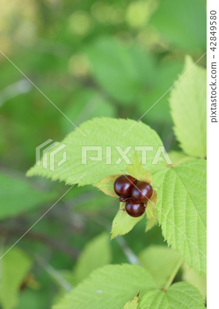 白鯊魚的果實 白鯊魚的果實 42849580