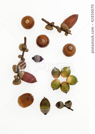 Fruitful autumn - tree nuts - 2, Mateba vertebrae, vertebrate fruits were arranged. 42850070