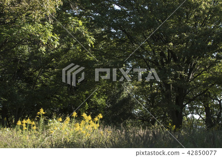 Autumn of the sunset - Seita kuwadachi saw emerging in the light to be inserted in one corner of the forest, now can not be seen. Autumn of the sunset - Seita kuwadachi saw emerging in the light to be inserted in one corner of the forest, now can not be seen. 42850077