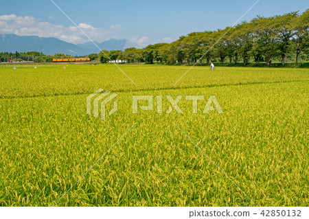 Summer of Sanji Railway Summer of Sanji Railway 42850132