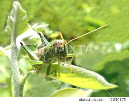 Satoyama's summer landscape J Satoyama's summer landscape J 42850175