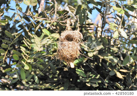 Tanzania, Arusha, Suburbs, Hata Orridor's Nest 42850180