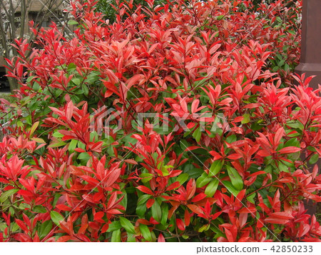 Benicarpa（紅羅賓/薔薇科） 42850233