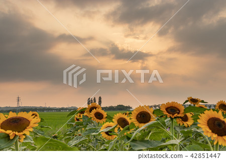 Sunflower plaza sunflower Chiba prefecture Sakura city Sunflower plaza sunflower Chiba prefecture Sakura city 42851447