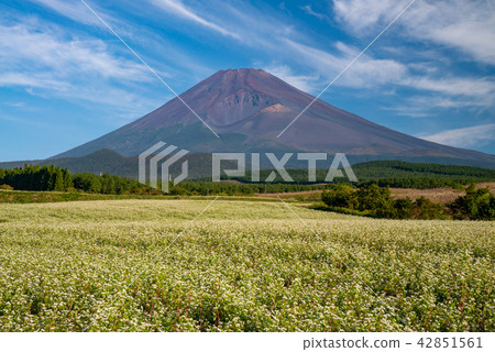 Buckwheat fields and Mt. Fuji Buckwheat fields and Mt. Fuji 42851561