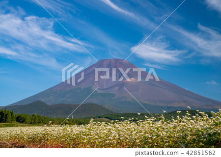 Buckwheat fields and Mt. Fuji Buckwheat fields and Mt. Fuji 42851562