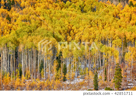 Aspen grove at autumn in Rocky Mountains 42851711