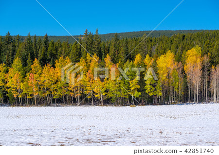 Season changing, first snow and autumn trees 42851740