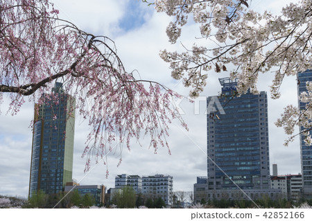 櫻花 櫻花 42852166