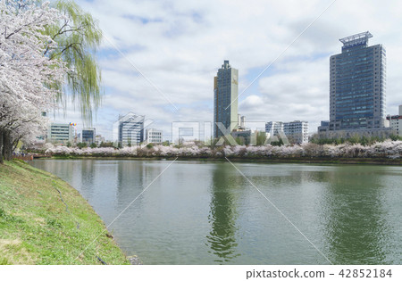 Cherry tree, seokchon lake 42852184