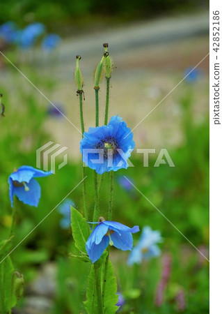 Hakuba Goryu高山植物園(喜馬拉雅山的藍色罌粟)Mekonopsis·Grandis Hakuba Goryu高山植物園(喜馬拉雅山的藍色罌粟)Mekonopsis·Grandis 42852186