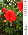 Hibiscus 42852245