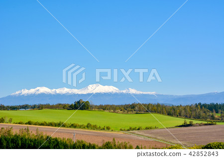 美瑛和富良野之旅 42852843