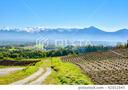 Biei and Furano tour 42852845