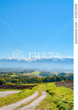 美瑛和富良野之旅 42852846