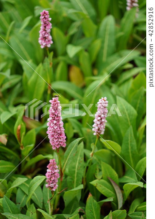 Hakuba Goryu alpine alpine botanical garden (Himalaya Tranoo) Polygonum · Vaffeine 42852916