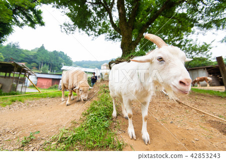 牧場山羊和綿羊 牧場山羊和綿羊 42853243