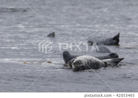 戈馬海豹2 戈馬海豹2 42853465