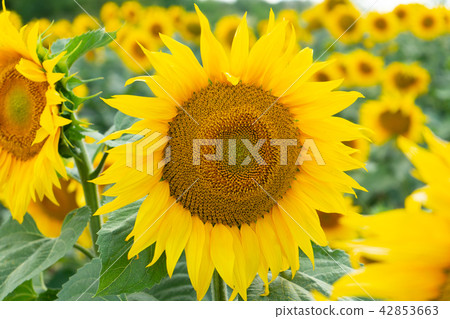 Yellow sunflowers in the field 42853663