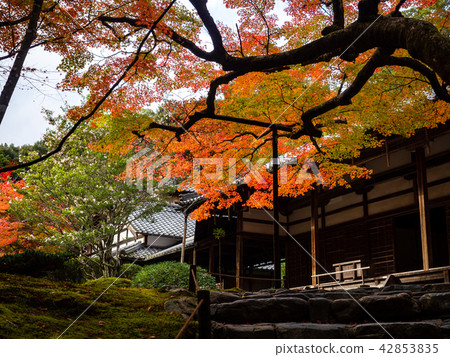 Autumn leaves / Kyoto Autumn leaves / Kyoto 42853835