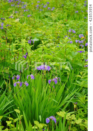 Hakuba Goryu alpine botanical garden (Ayame Hirogi) Hakuba Goryu alpine botanical garden (Ayame Hirogi) 42853954