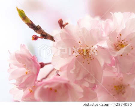 Sakura / Kyoto Sakura / Kyoto 42854030
