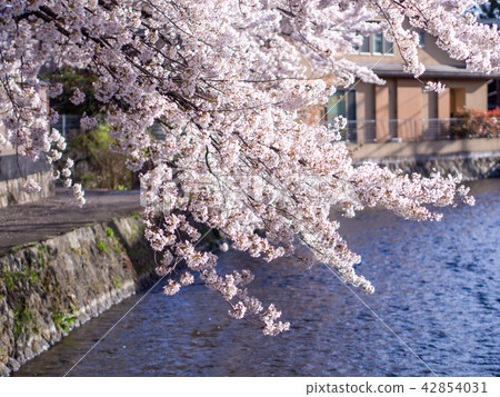 Sakura / Kyoto Sakura / Kyoto 42854031