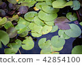 Water plants 42854100