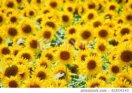 Sun flower blooming in summer Sun flower blooming in summer 42854143