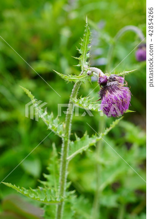Hakuba Goryu alpine alpine botanical garden (demon Athomy) 42854266