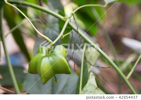 unripe green sacha inchi hanging from sacha inchi unripe green sacha inchi hanging from sacha inchi 42854437