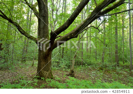 Deciduous forest at summer. Deciduous forest at summer. 42854911