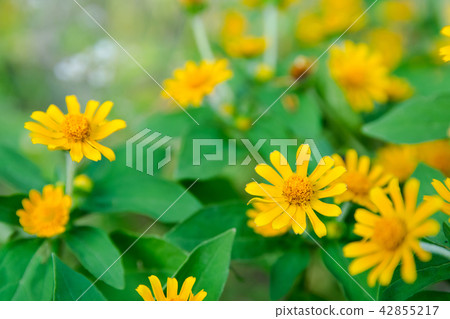 Little yellow star flower, Singapore dailsy Little yellow star flower, Singapore dailsy 42855217