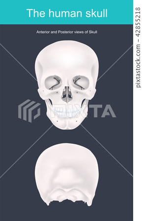 The human skull is the bony structure 42855218