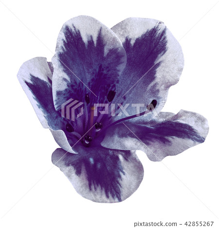 dark indigo white flower isolated on white dark indigo white flower isolated on white 42855267