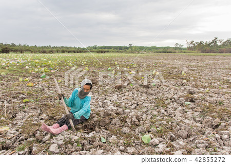 old woman dig up lotus roots when the water  42855272