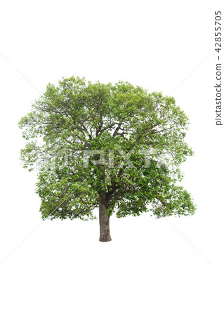 isolated tree on a white background 42855705