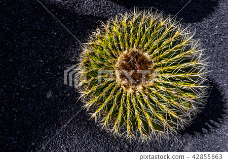 Echinocactus grusonii, barrel cactus, Lanzarote 42855863
