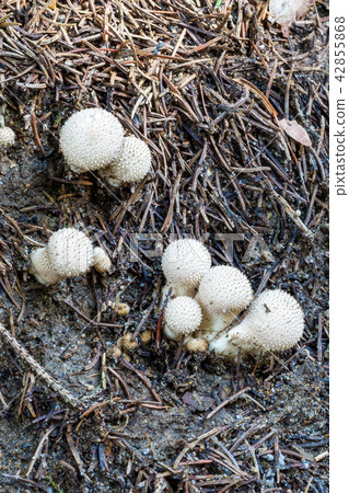 Mushrooms puffball in woods among dry twigs 42855868