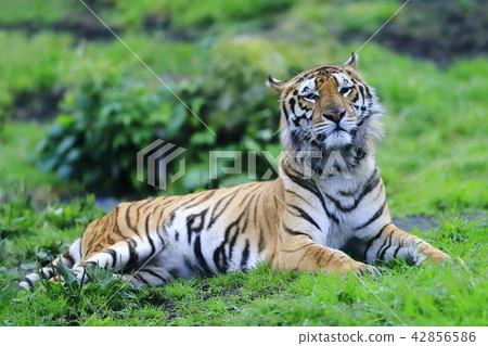 Bengal tiger Bengal tiger 42856586