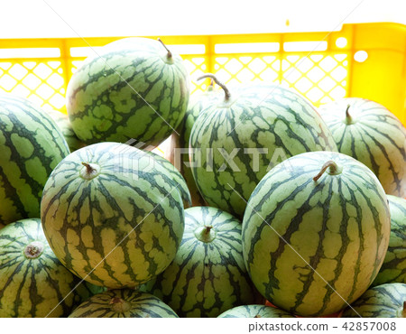 watermelon   42857008