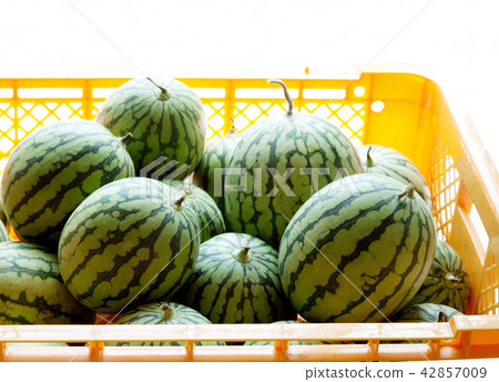 watermelon   42857009