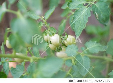 unripe green tomatoes hanging from a mango tree 42857249