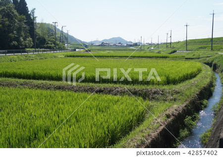 Summer Paddy Country Scenery 42857402
