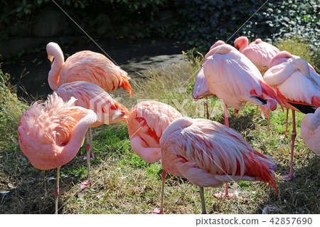 Flock of flamingos 42857690